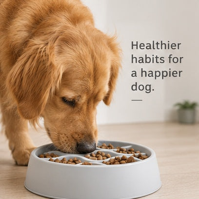 AntiChoke 2.0 Dog Bowl