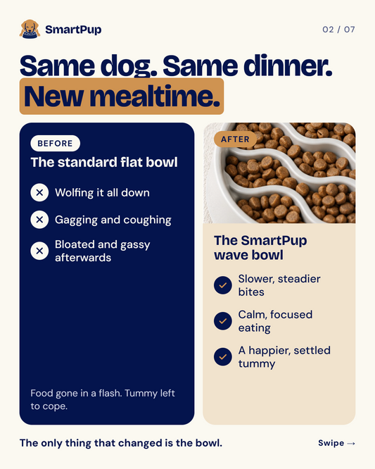Slow Feeder Bowl 2.0